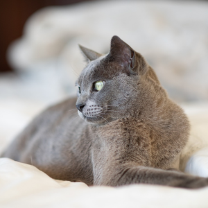 Burmese